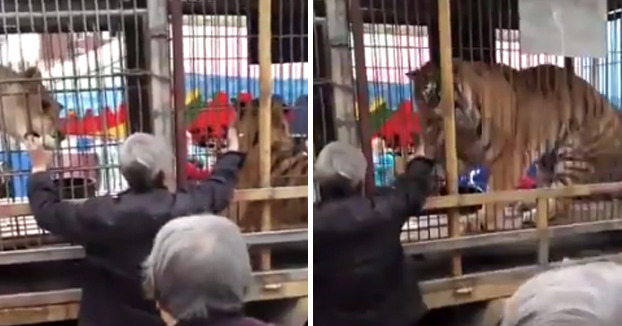 Un jubilado es atacado por un tigre de circo al meter la mano en la jaula para darle de comer