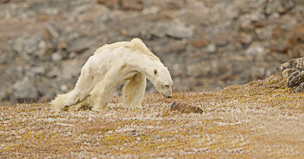 Graban la desgarradora muerte de un oso polar hambriento para concienciar sobre el calentamiento global