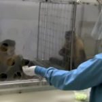 Curiosa la reacción de un mono cuando le dan un pepino de premio