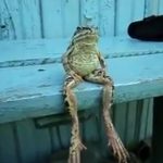 Una rana sentada en un banco como una persona