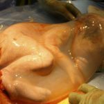 Impresionante fotografía de un bebé recién nacido dentro del saco amniótico