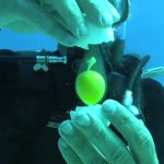 Abriendo un huevo crudo a 20 metros bajo la superficie del océano