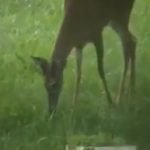 Bambi se ha comido a un pajarito