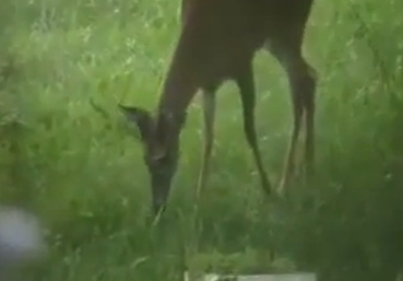 Bambi se ha comido a un pajarito