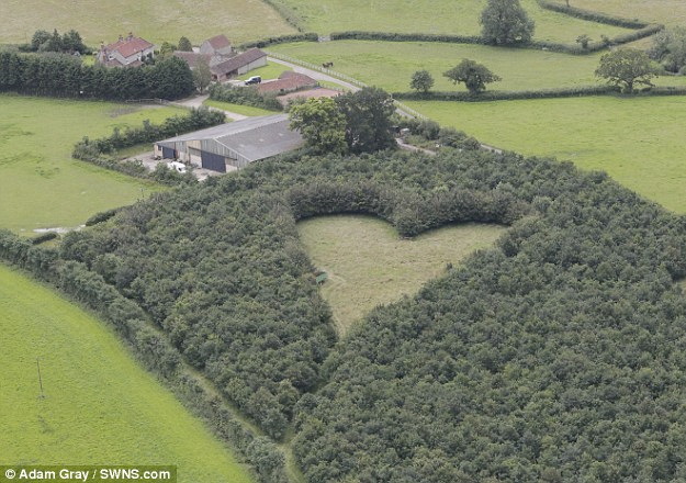 Un hombre creó un bosque de robles en forma de corazón en honor a su esposa