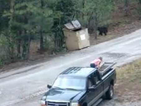 Un hombre ayuda a tres cachorros de oso pardo a salir de un contenedor