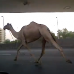 Muchos conductores deberían de aprender de este camello y circular por su carril