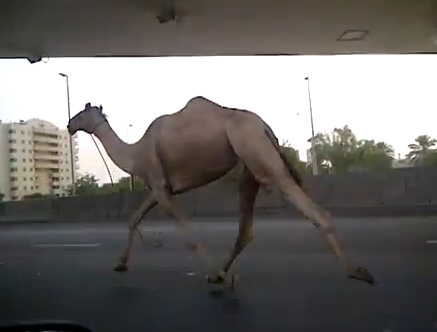 Muchos conductores deberían de aprender de este camello y circular por su carril