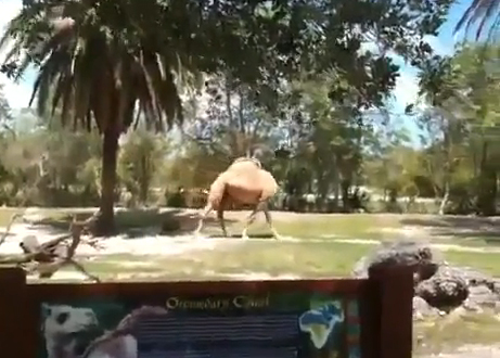 Estos turistas se quedaron atónitos al ver a ¿un camello sin cabeza?