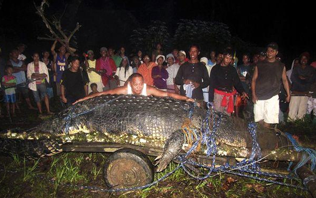 El cocodrilo más grande del mundo pesa 1.076 kilos