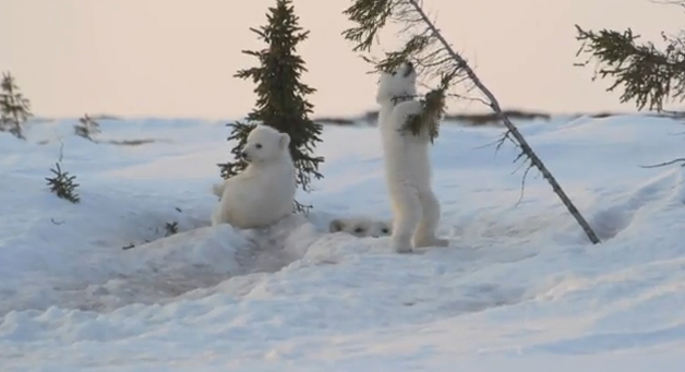 No hay nada más adorable que ver jugar a dos crías de oso polar