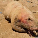 Un extraño animal aparece muerto debajo del puente de Brooklyn