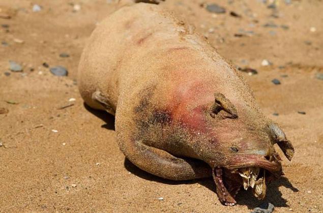 Un extraño animal aparece muerto debajo del puente de Brooklyn