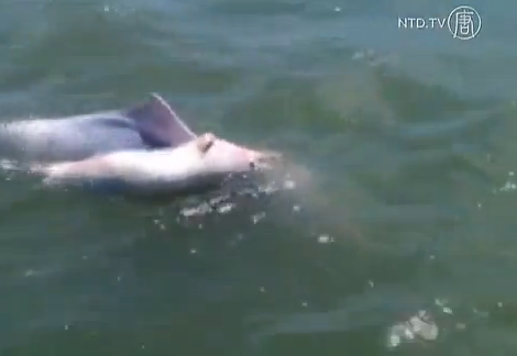 Una madre delfín lleva durante 3 días a su cría muerta encima