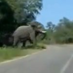 Un conductor se libra por los pelos de la embestida de un elefante