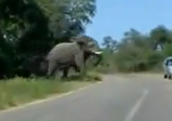 Un conductor se libra por los pelos de la embestida de un elefante