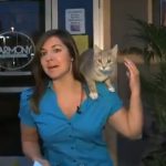 Un gato callejero se sube al hombro de una reportera en directo