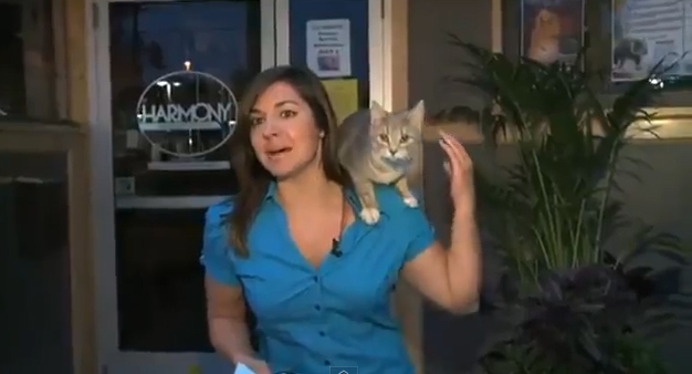 Un gato callejero se sube al hombro de una reportera en directo