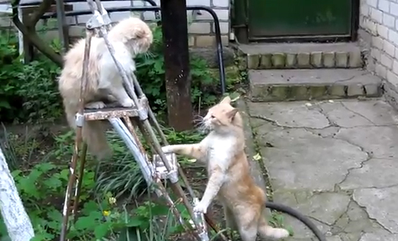 El gato que imita los movimientos de brazo de Honda de Street Fighter