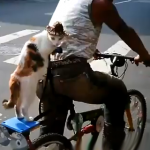 Un hombre lleva a su gato de paquete en la bicicleta