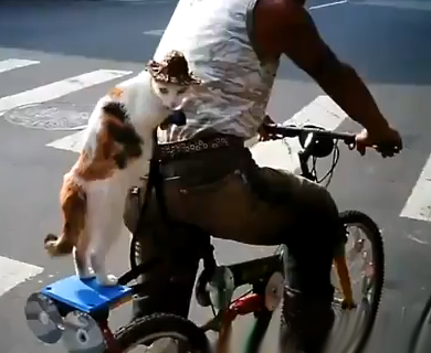 Un hombre lleva a su gato de paquete en la bicicleta