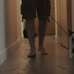 Sólo gatos: Cómo pasear a su mascota humana
