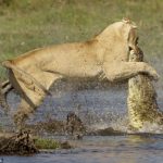 Fotografías: Una leona se enfrenta a un cocodrilo para que su manada pueda cruzar el río