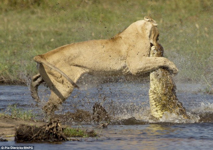 Fotografías: Una leona se enfrenta a un cocodrilo para que su manada pueda cruzar el río