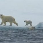Un bebé de oso polar es ayudado por su madre a salir del agua