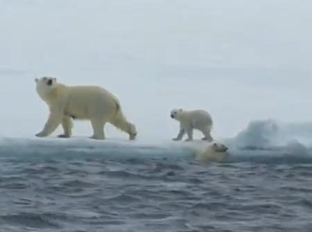 Un bebé de oso polar es ayudado por su madre a salir del agua