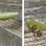 Una mantis religiosa caza dos abejas con una rapidez increíble y las devora a la vez