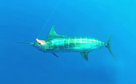 Está grabando un Marlin cuando de repente un tiburón lo sorprende por detrás