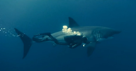 Buzo nadando pegado a un enorme tiburón blanco