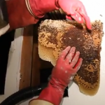 Así es como un profesional quita un nido de 50.000 abejas del interior de la pared de una casa