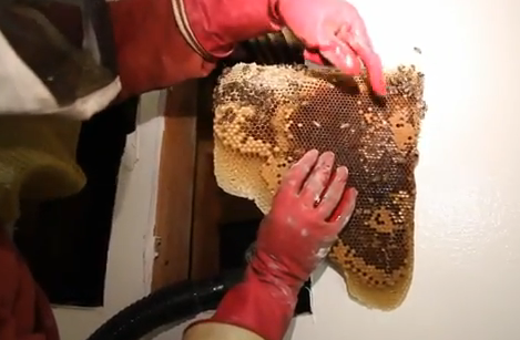 Así es como un profesional quita un nido de 50.000 abejas del interior de la pared de una casa