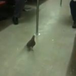 Ahora las palomas también viajan en metro