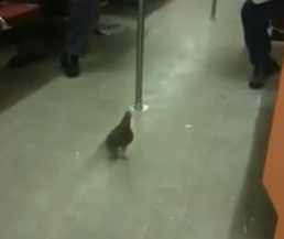 Ahora las palomas también viajan en metro