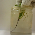 Un enorme parásito sale del interior de una mantis religiosa al meterla en agua