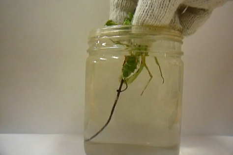 Un enorme parásito sale del interior de una mantis religiosa al meterla en agua