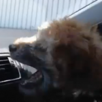 Un cachorro luchando contra el aire acondicionado del coche