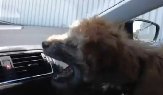 Un cachorro luchando contra el aire acondicionado del coche