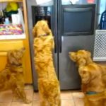 Un grupo de perros aprende a robar cubitos de hielo de la nevera