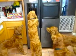 Un grupo de perros aprende a robar cubitos de hielo de la nevera