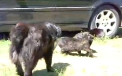 Varios perros paran una pelea entre gatos