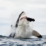 Fotografías de un tiburçon blanco atacando fuera del agua