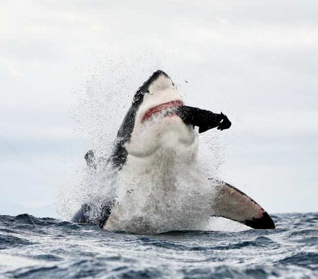 Fotografías de un tiburçon blanco atacando fuera del agua