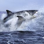 Impresionante fotografía de un tiburón blanco intentando atrapar a una foca fuera del agua