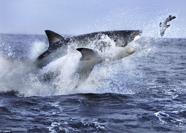 Impresionante fotografía de un tiburón blanco intentando atrapar a una foca fuera del agua