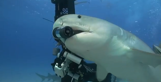 Un tiburón le roba a un buzo la cámara submarina