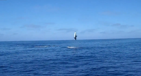 Tiburón saltando una y otra vez fuera del agua para liberarse del anzuelo